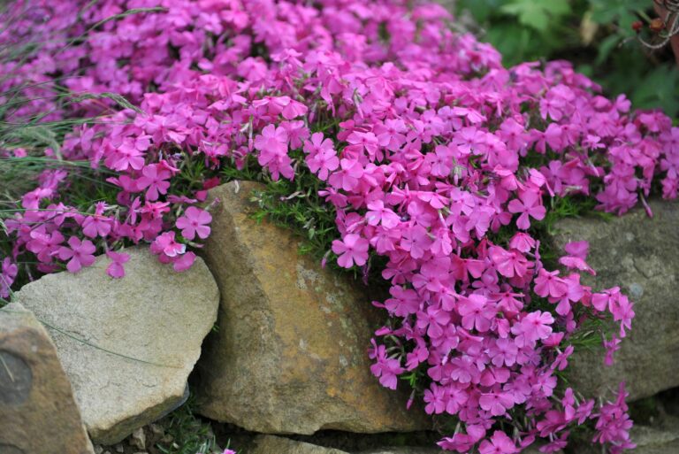 creeping phlox