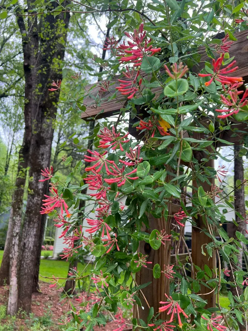 Train This Native Vine Up A Trellis For A Bright Garden Accent
