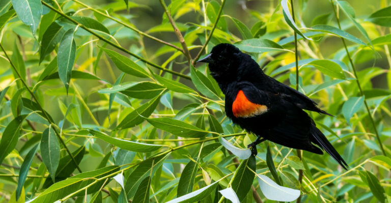 red winged blackbird