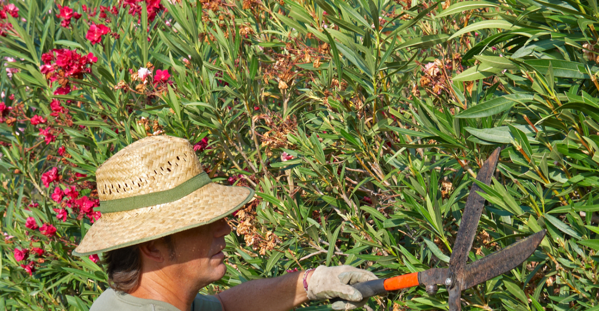 pruning oleander