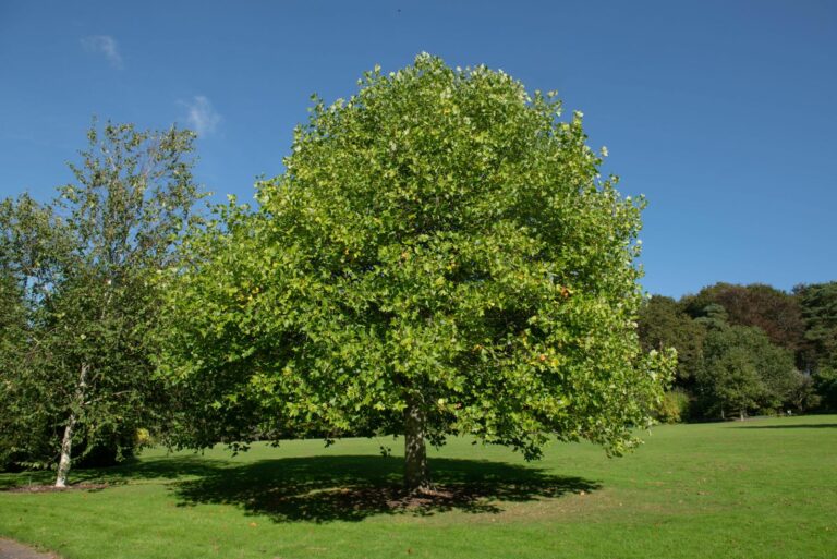 tulip poplar tree
