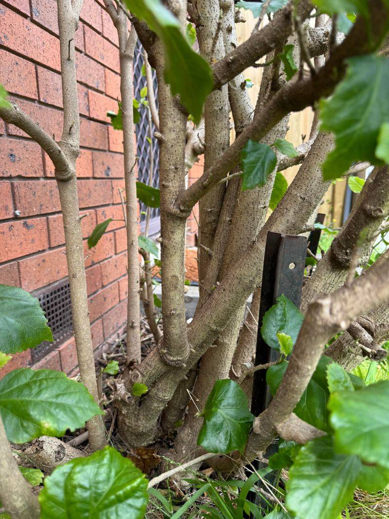 Shape Your Tropical Hibiscus Now For A Bloom Explosion Later