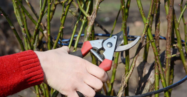 plant pruning