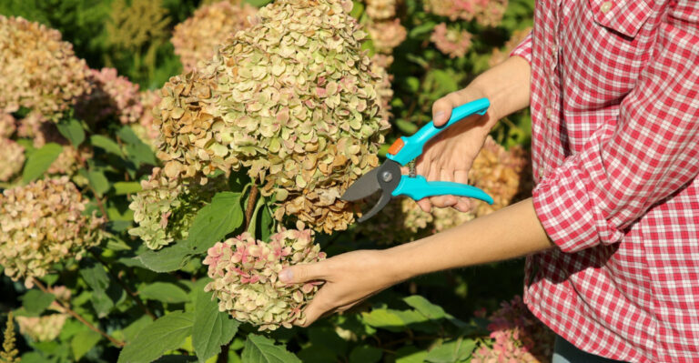 6 Flowering Shrubs Georgia Gardeners Can Safely Prune In March And 4 To Leave Alone