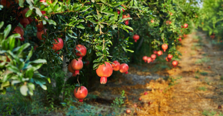 6 Fruits Texas Gardeners Can Plant In March And 4 Best Left For Later