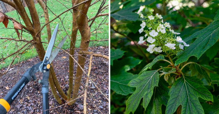 6 Georgia Shrubs Safe To Prune In March And 3 That Should Wait