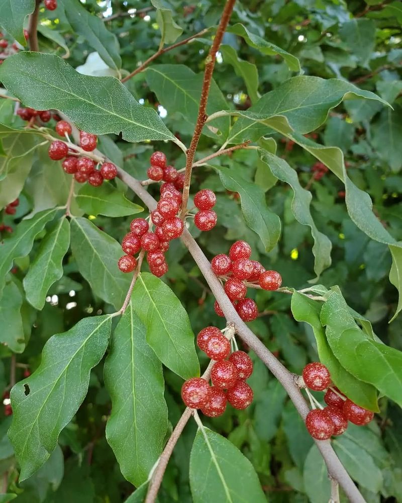Autumn Olive (Elaeagnus umbellata)