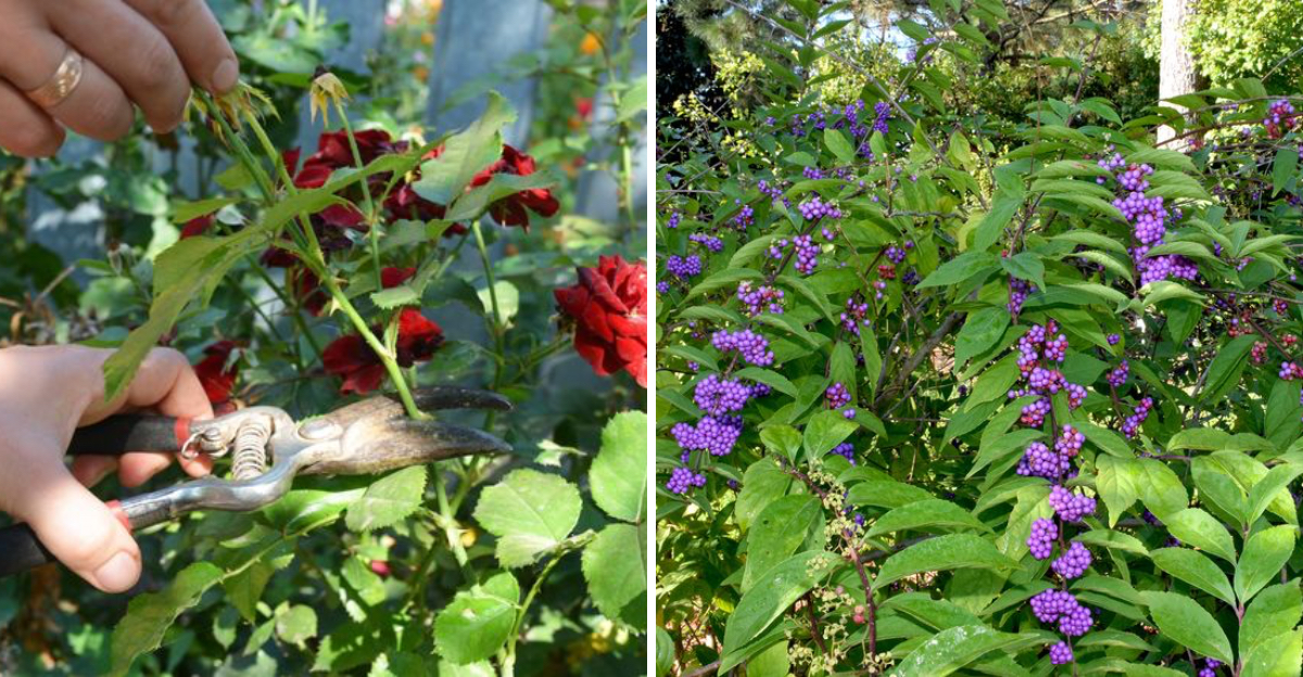 Roses and beautyberry