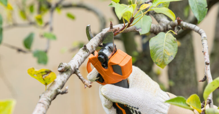 pruning fruit tree
