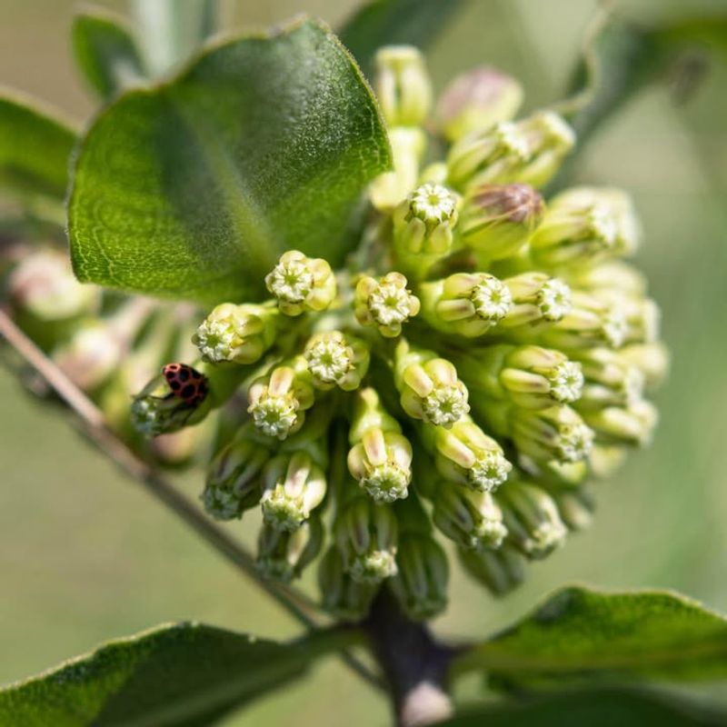 Green Milkweed That Thrives Across Texas