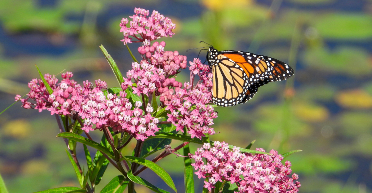 6 Milkweed Varieties For Texas Gardens That Attract Monarch Butterflies