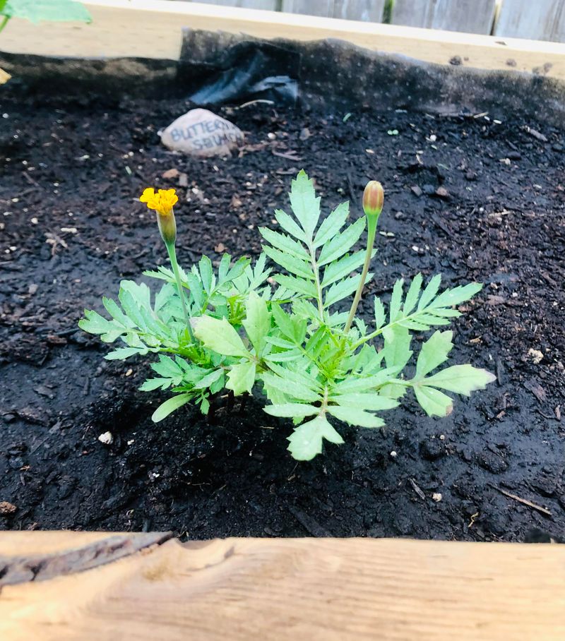 Planting Too Soon Can Stall Growth In Georgia Spring Weather