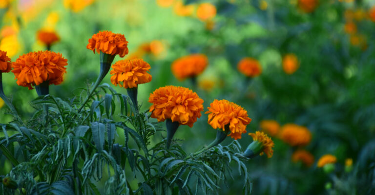 6 Mistakes Georgia Gardeners Make When Growing Marigolds