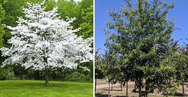 6 Native Michigan Trees To Plant Instead Of Crape Myrtle