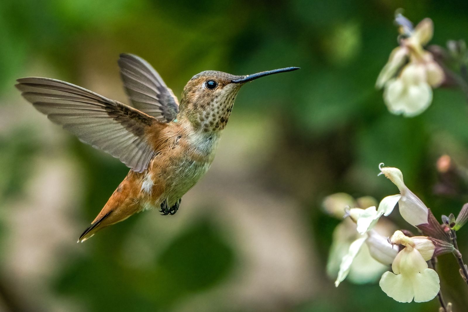 hummingbird