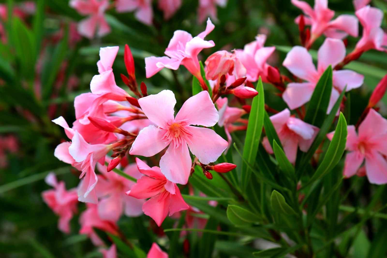 oleander
