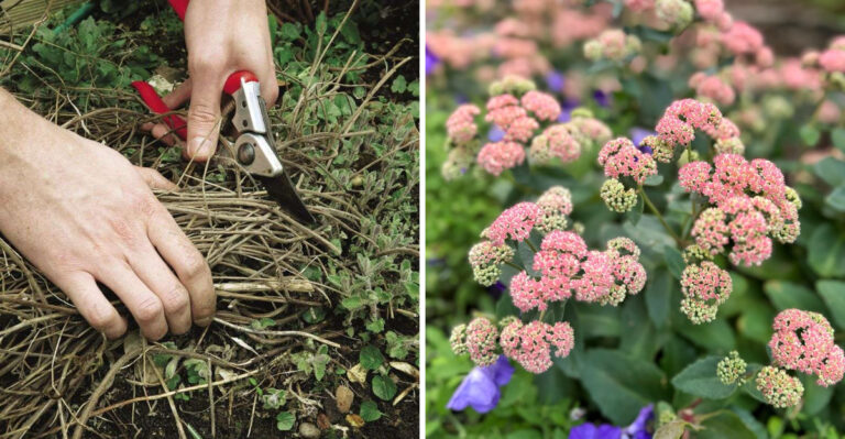 6 Perennials To Cut Back In March In Georgia (And 3 You Should Leave Alone)