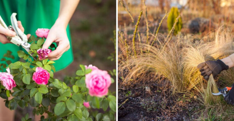 Roses and ornamental grasses