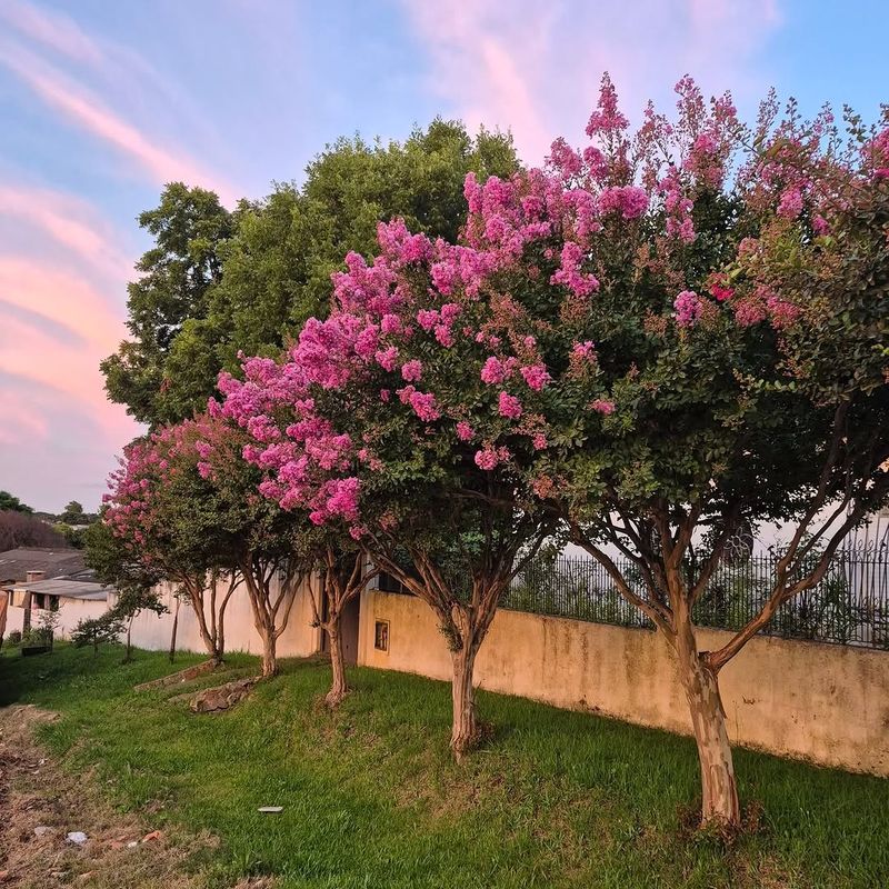 Crape Myrtle (Lagerstroemia indica And Hybrids)