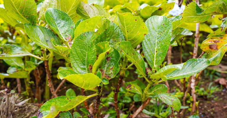 damaged hydrangea leaves