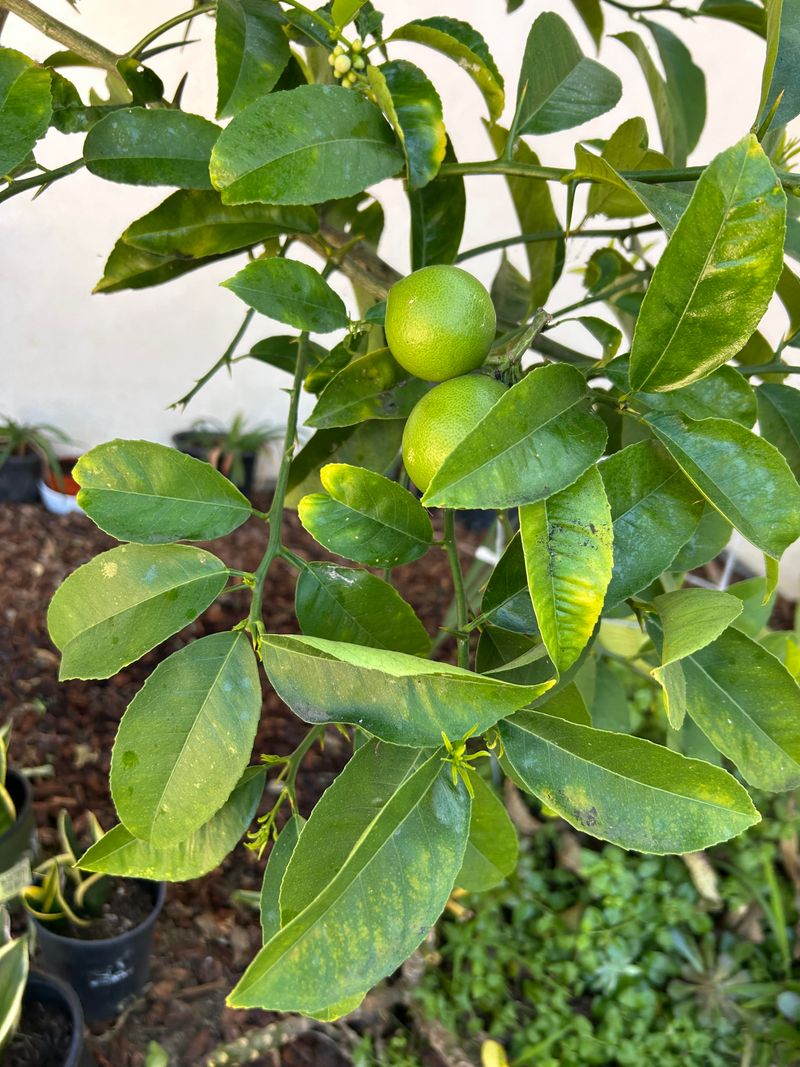 Citrus Trees