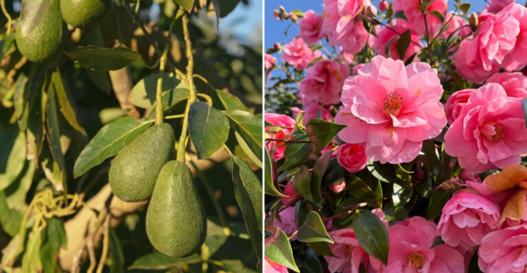 avocado and camellia