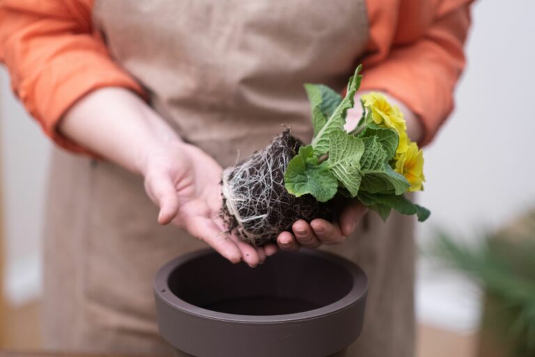 repotting plant