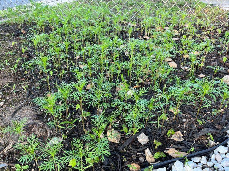 Frost Pockets Can Set Back Early Cosmos In Higher Elevations