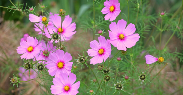 6 Things Arizona Gardeners Should Watch Out For When Growing Cosmos