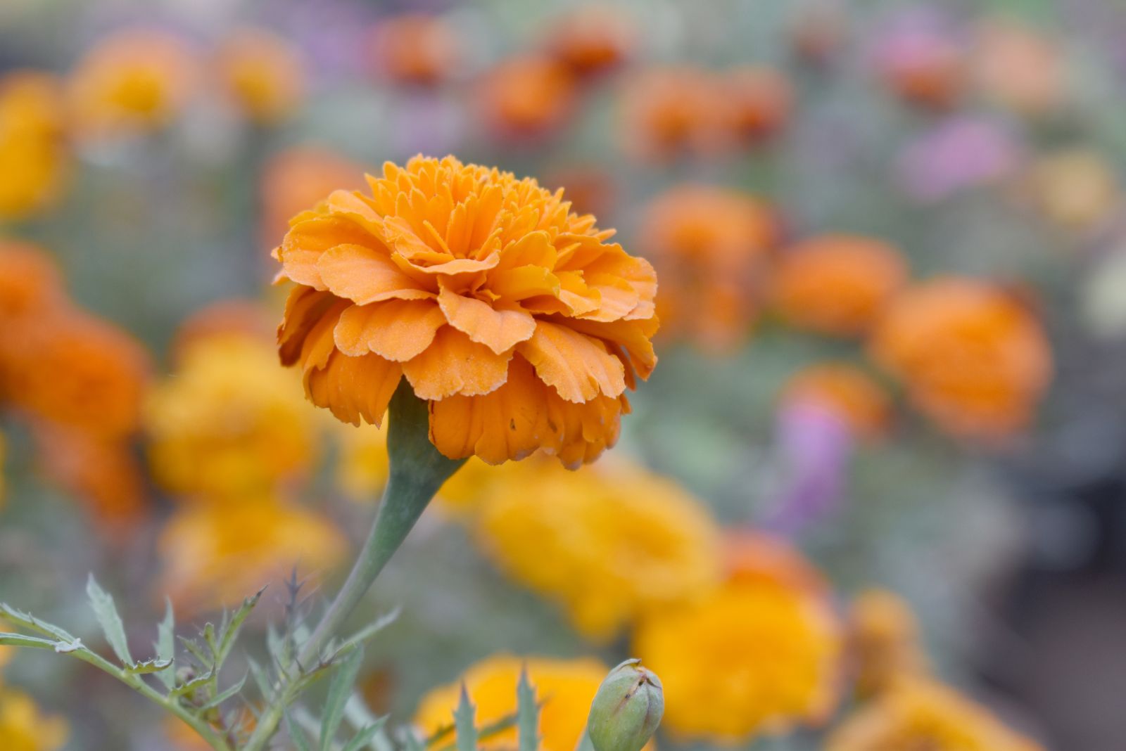 marigold