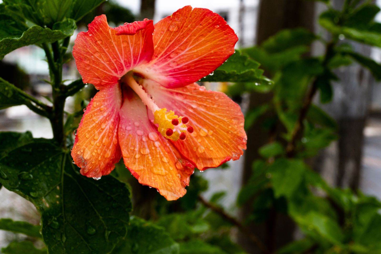 hibiscus