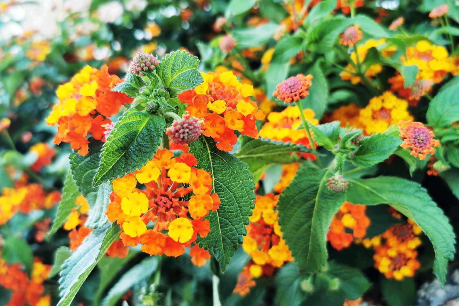 lantana