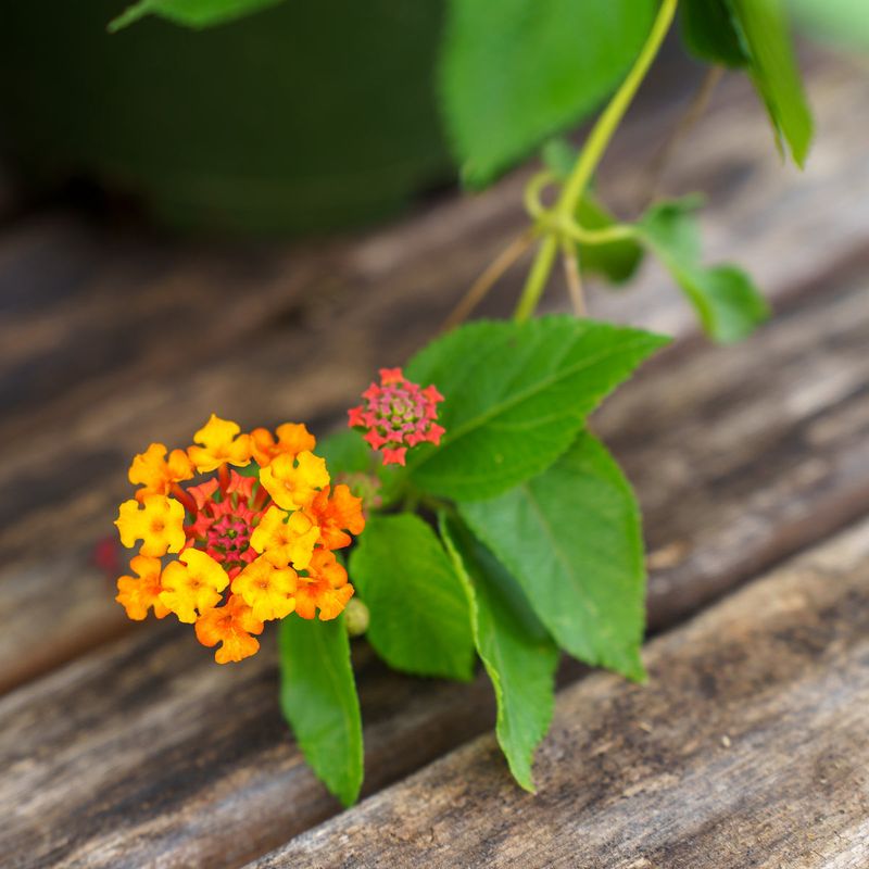 Overwatering The Plants