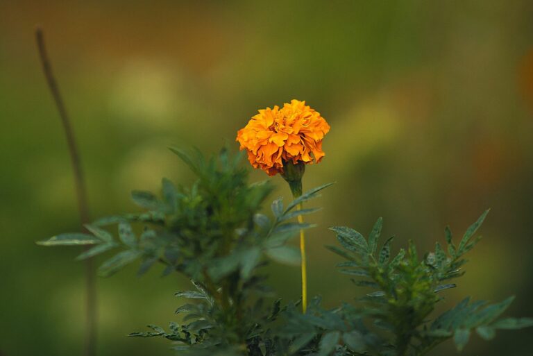 marigold