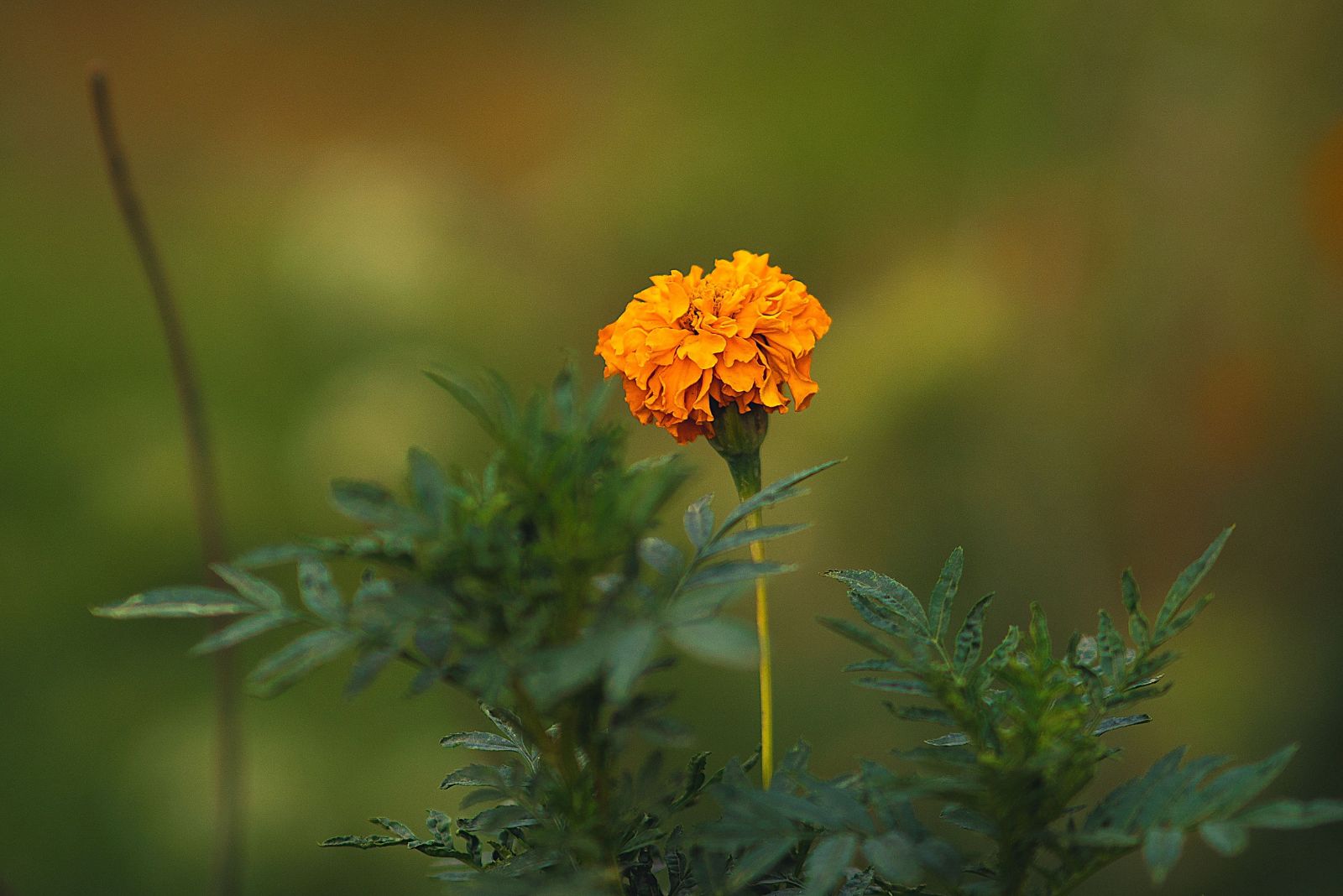 marigold