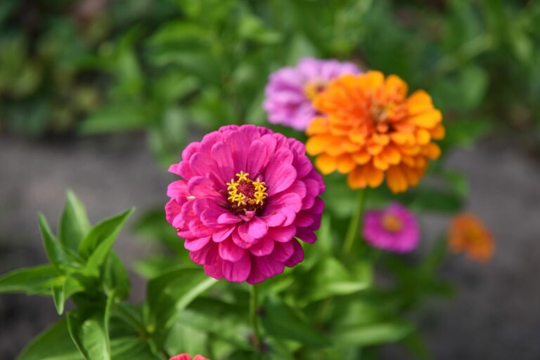 zinnias