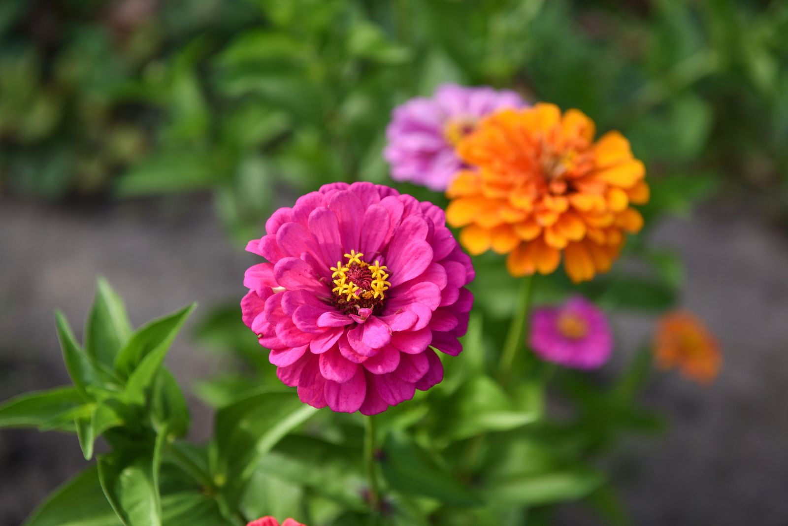 zinnias