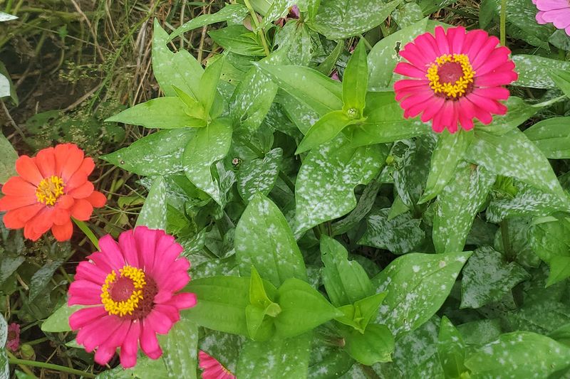 Powdery Mildew In Humid Conditions