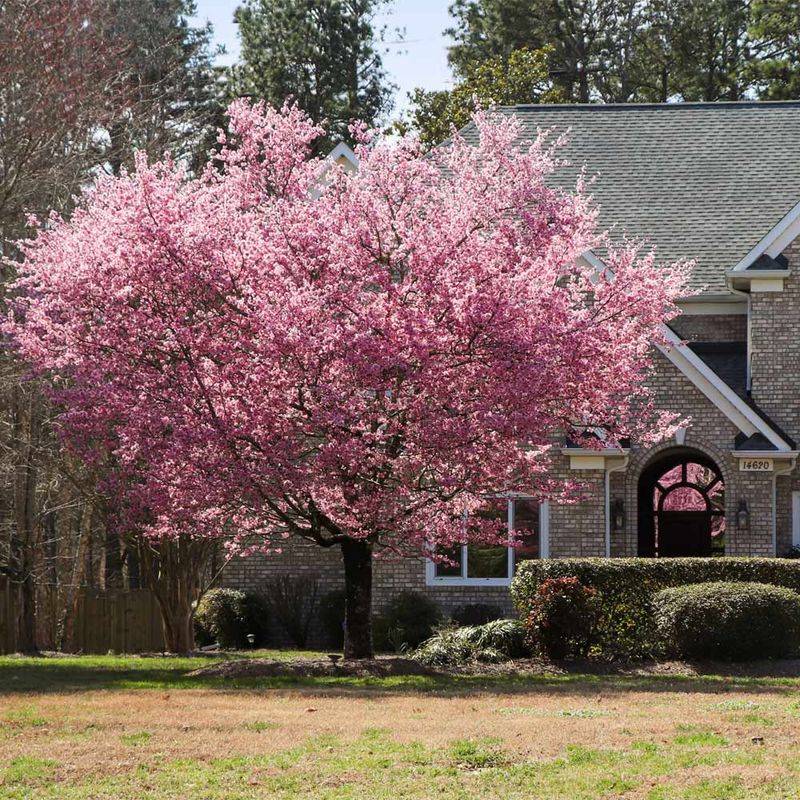 Why Cherry Trees Are Perfect For Pennsylvania Gardens?