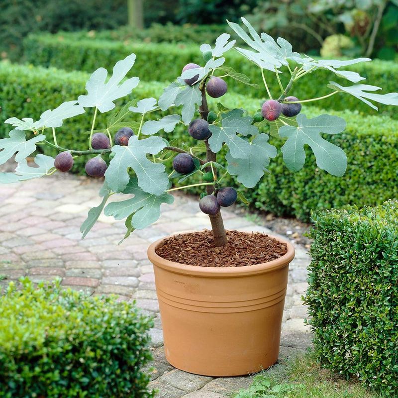 Choose Cold-Hardy Fig Varieties