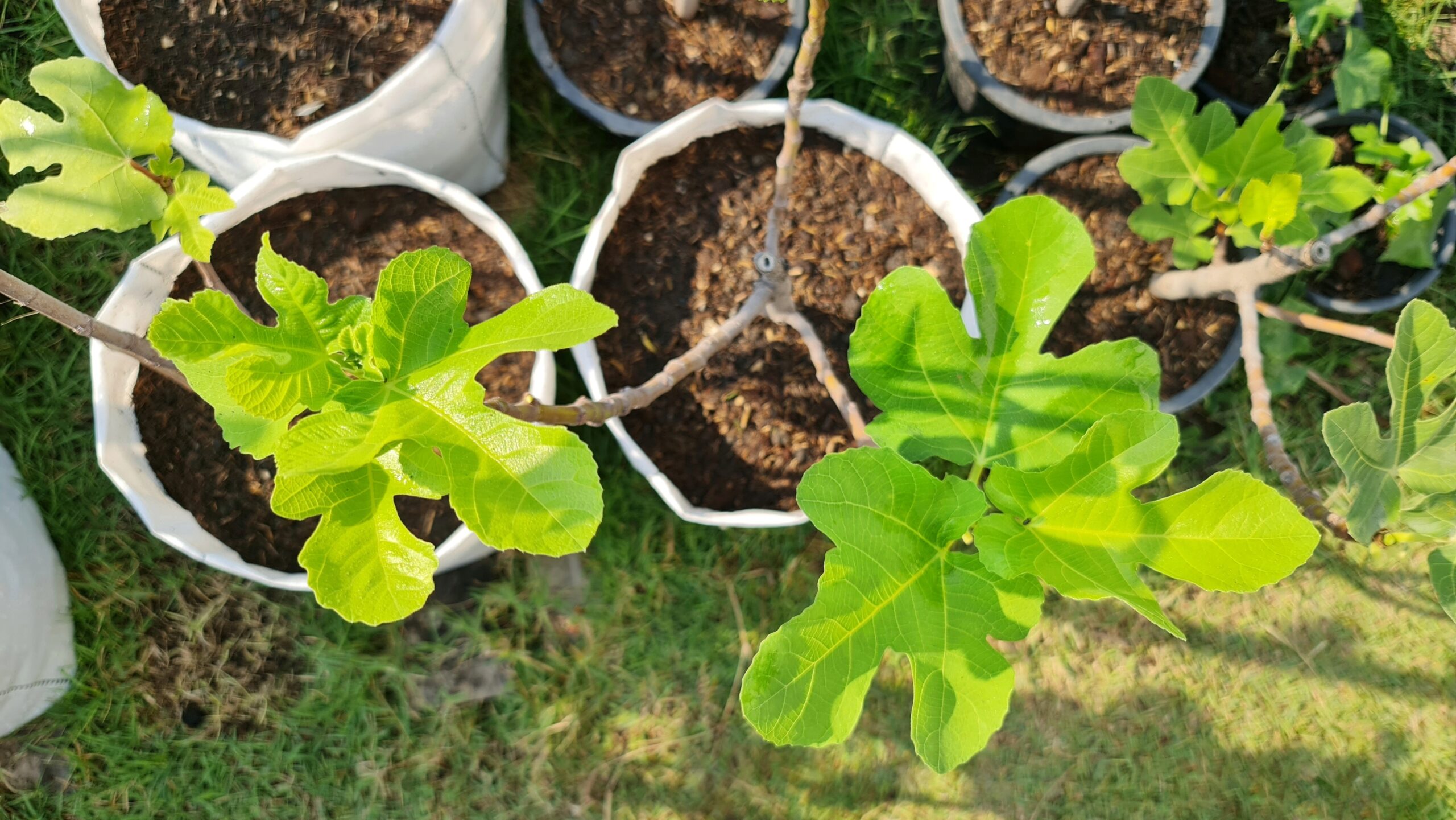 fig tree in container