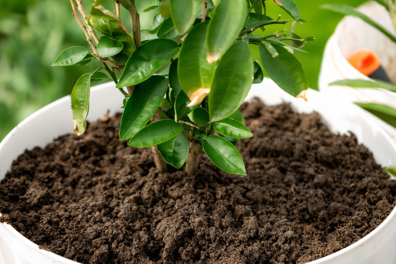 grapefruit tree in pot