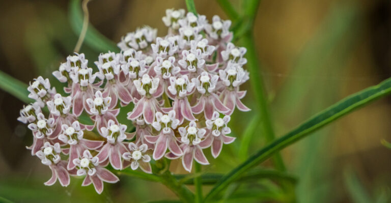 6 Top Milkweed Types In California That Support Monarch Butterflies