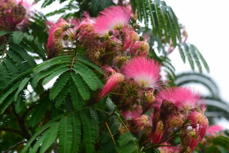 mimosa tree
