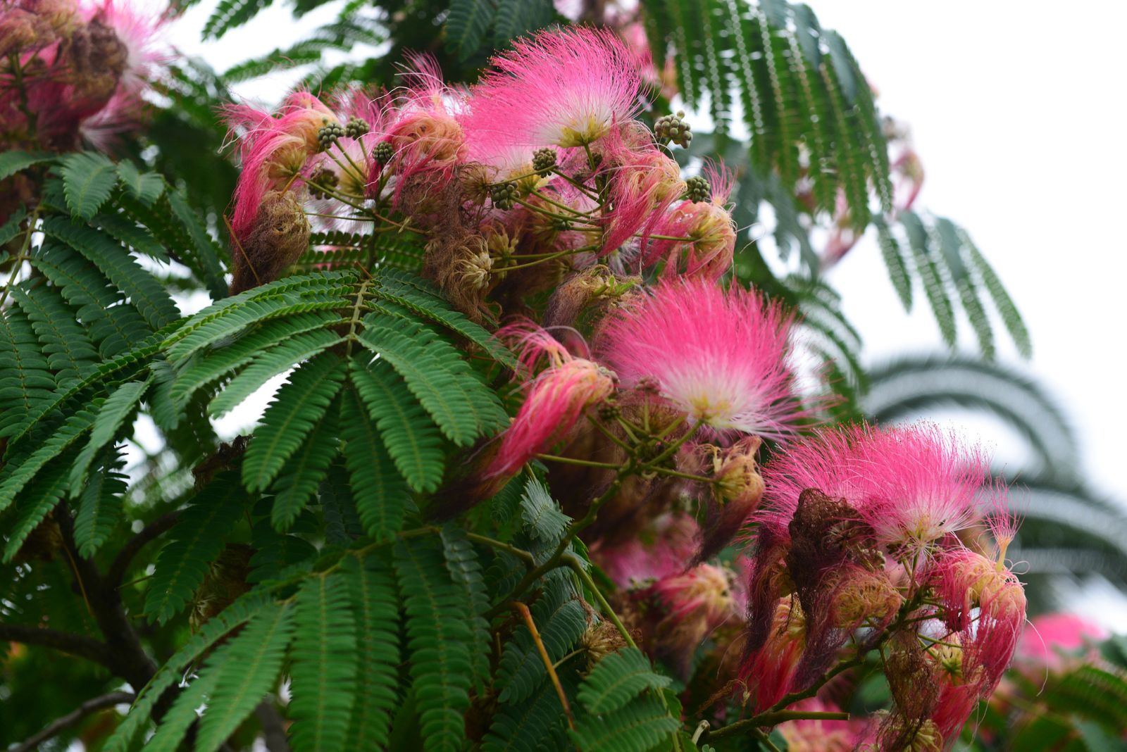 mimosa tree