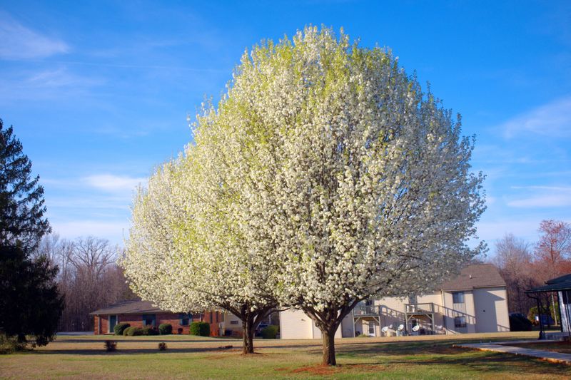 Bradford Pear (Pyrus Calleryana)