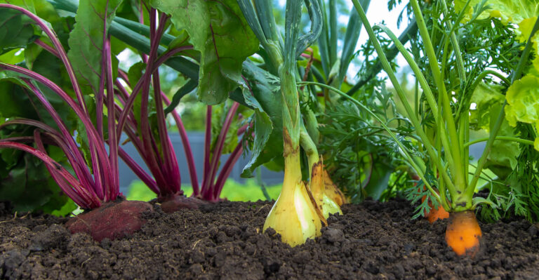 carrots radishes onions