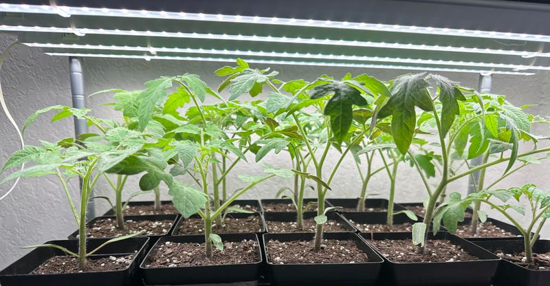 Tomatoes Produce Juicy Fruit And Thrive In Warm Sunny Spots