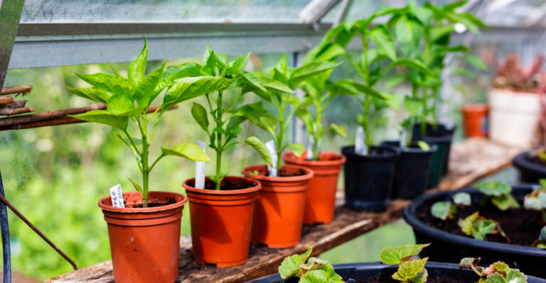 6 Vegetables You Can Start Indoors In Texas Right Now For A Huge Spring Harvest