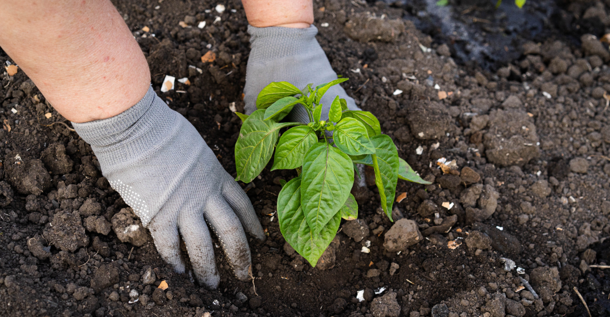 6 Veggies To Plant In March In Central Florida (And 5 To Avoid)